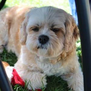 Johny Lynn Recemilla